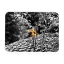Search for peek magnets Orange