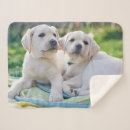Search for labrador retriever blankets Cute
