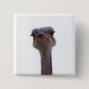 Search for ostrich square badges Portrait
