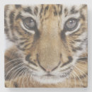 Search for big cat coasters Asia