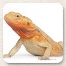 Search for bearded dragon gifts Reptile