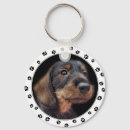 Search for dachshund pictures key rings Puppy