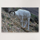 Search for sheep puzzles National park