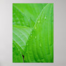 Search for droplets posters Plants