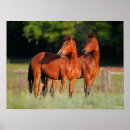 Search for warmblood posters Two together