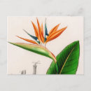 Search for bird of paradise postcards Illustration