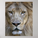 Search for animals in captivity posters Close up