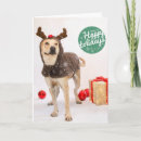 Search for charity seasonal cards Rescue