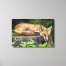 Search for fox canvas prints Nature