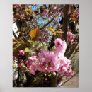 Search for wild cherries posters Nature