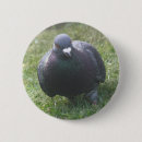 Search for pigeon badges Nature