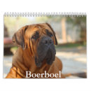 Search for boerboel Puppy