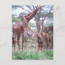 Search for african tree postcards Tanzania