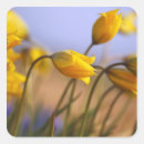 Search for marion stickers Nobody