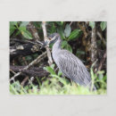 Search for birds of america postcards Heron