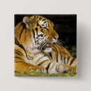 Search for tiger eye badges Animal