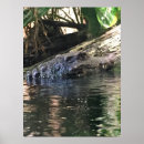 Search for alligators posters Reptiles
