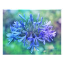 Search for agapanthus posters Blue