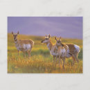Search for pronghorn postcards Animal