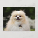 Search for spitz dog postcards Loulou