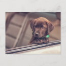 Search for labrador retriever dog postcards Window