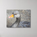 Search for duck canvas prints Animals