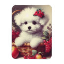 Search for bichons magnets Cute