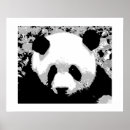 Search for black white bear posters Panda