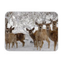 Search for mule magnets Wildlife