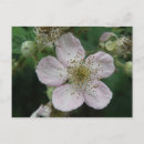 Search for macro flower postcards Floral