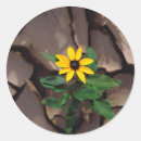 Search for anza borrego stickers Bloom