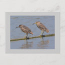 Search for night heron postcards Animals