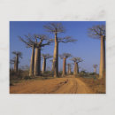 Search for morondava Botanical