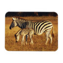 Search for zimbabwe magnets Hwange national park