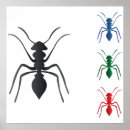 Search for ant posters Insects