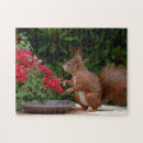 Search for red squirrel puzzles Cute
