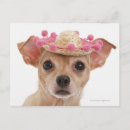 Search for loyalty horizontal postcards Looking at camera