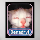 Search for cat animal memes art Funny