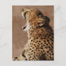 Search for cheetah birthday cards Nature