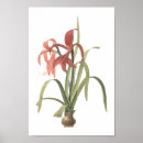 Search for amaryllis posters Plants
