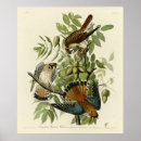 Search for kestrel art Illustration