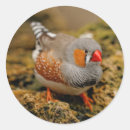 Search for finch stickers Red