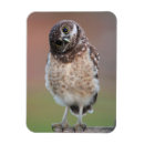Search for burrowing magnets Animal