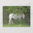 Search for shy postcards Pets