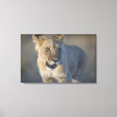 Search for lion portrait canvas prints Wildlife