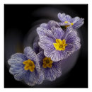 Search for primrose posters White