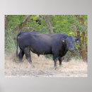 Search for angus cow posters Bull