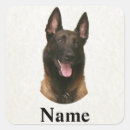 Search for belgian malinois gear stickers Animal