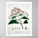 Search for ros posters Hoquart