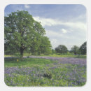 Search for oak stickers Colourful